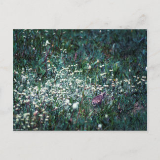 A Lark in a Meadow Postcard
