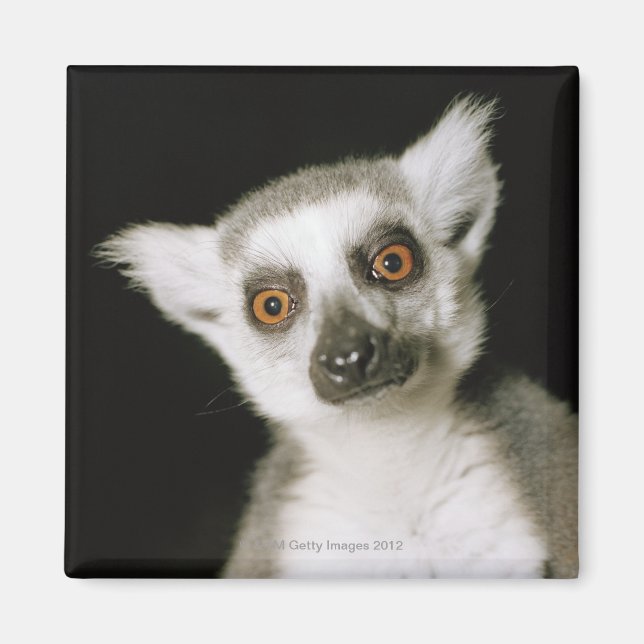 A lemur. magnet (Front)