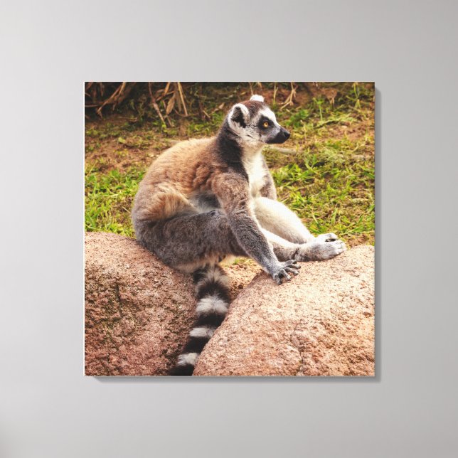 a lemur of a madagascar on stretched  canvas print (Front)