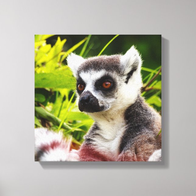 a lemur of madagascar on wrapped  canvas print (Front)