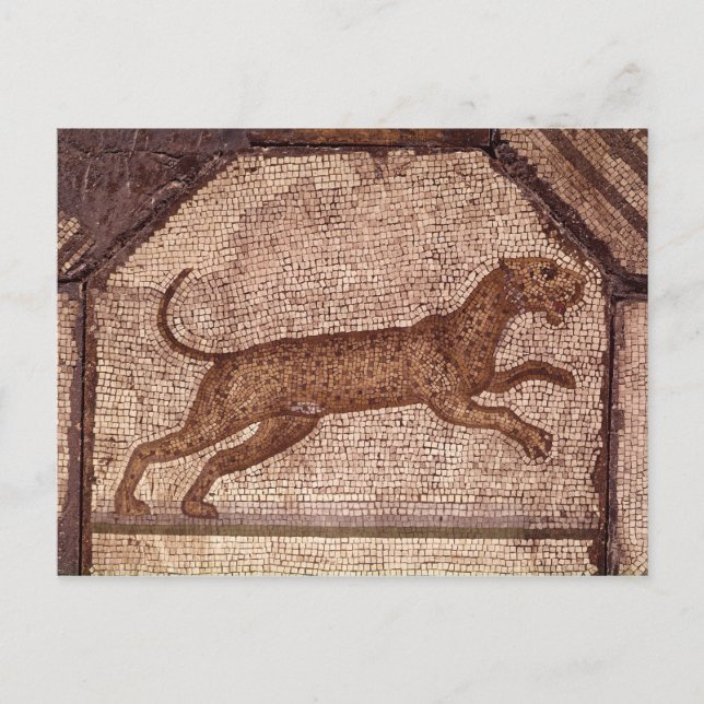 A Leopard Postcard (Front)