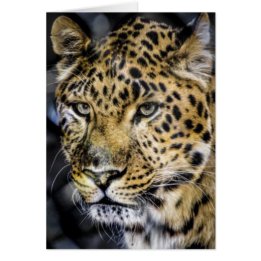A Leopard's Eyes Cards (Front)