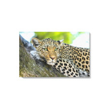 A Leopard's Gaze