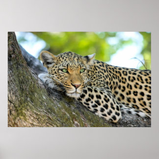 A Leopard's Gaze - Closeup  Print