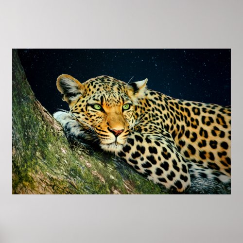 A Leopards Gaze _ Night Sky Print
