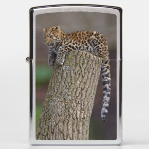 A Leopard's Tail Lighter