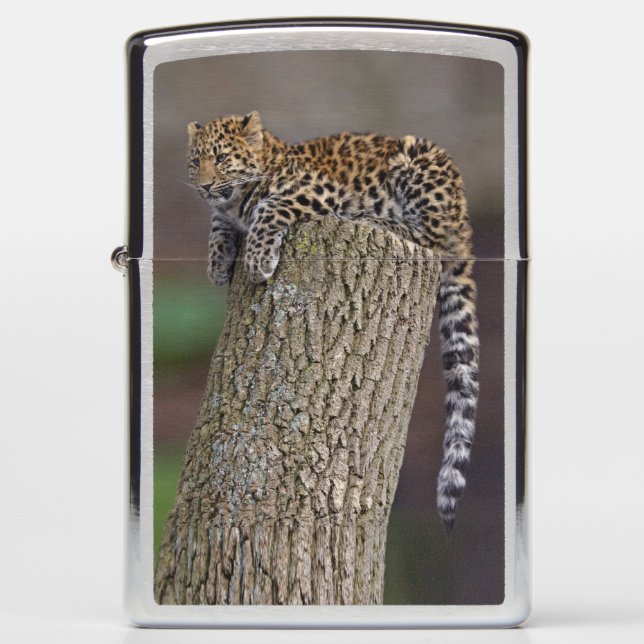 A Leopard's Tail Lighter (Front)