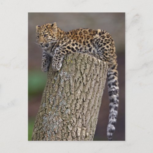 A Leopards Tail Postcard