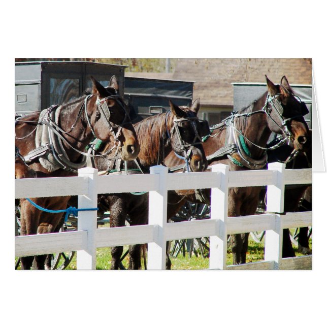 A Line of Amish Horses Cards (Front Horizontal)