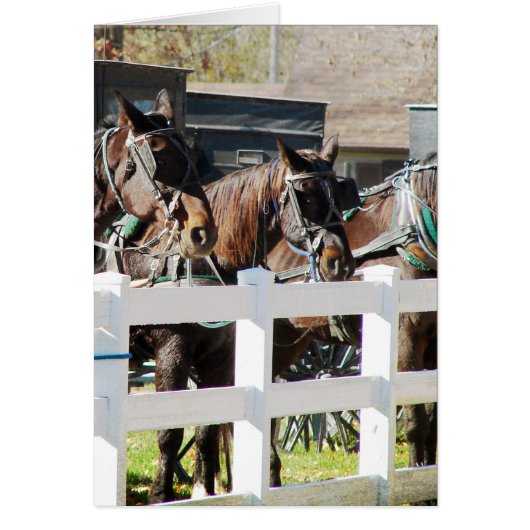 A Line of Amish Horses Cards (Front)