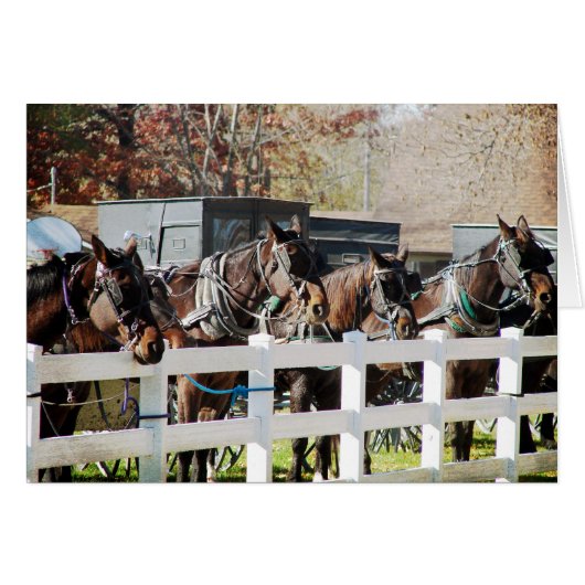 A Line of Amish Horses Cards (Front Horizontal)