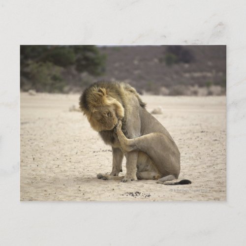 A Lion cleaning its back paw Kgalagadi Postcard