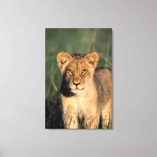 A Lion cub observes the camera from the long grass Canvas Print