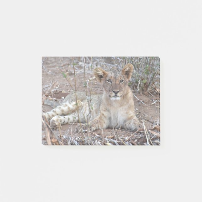 A Lion Cub With A Sweet, Innocent Gaze. Post-it Notes (Front)