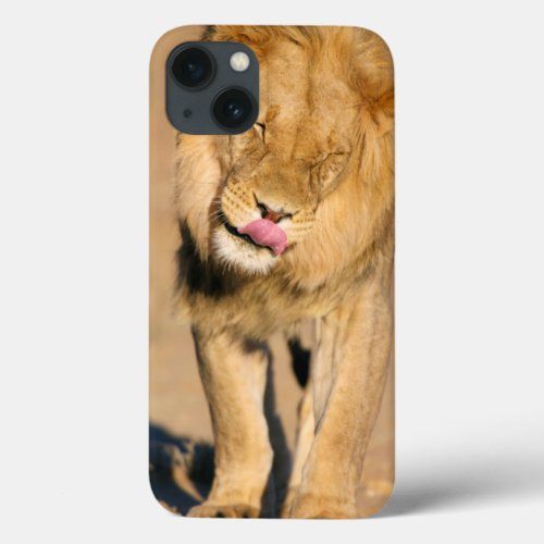 A Lion shaking its head and licking its mouth iPhone 13 Case