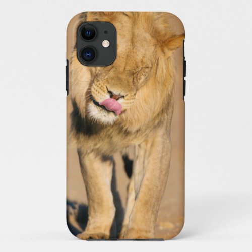 A Lion shaking its head and licking its mouth iPhone 11 Case