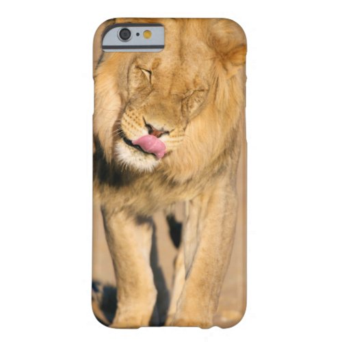 A Lion shaking its head and licking its mouth Barely There iPhone 6 Case