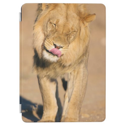 A Lion shaking its head and licking its mouth iPad Air Cover
