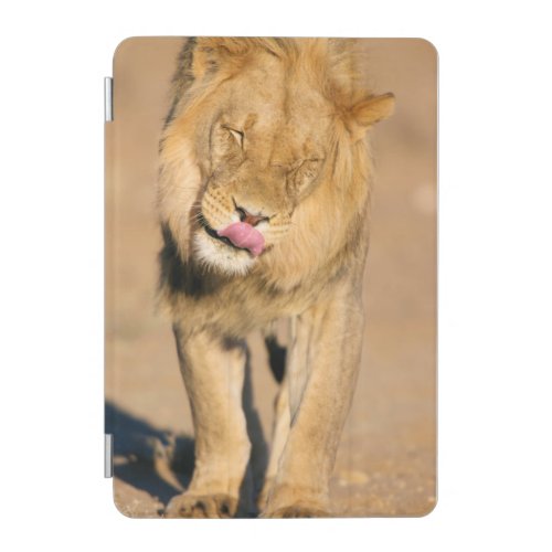 A Lion shaking its head and licking its mouth iPad Mini Cover