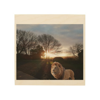 A lion standing in a field at sunset wood wall art