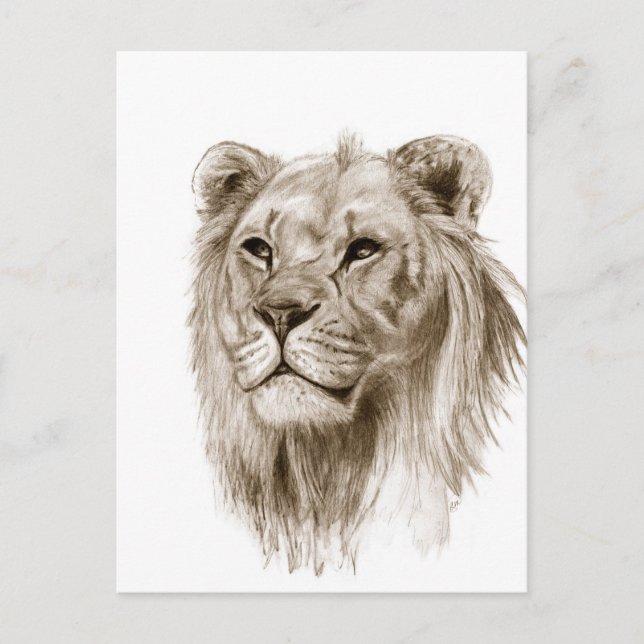 A Lion - Without Pride Drawing Sketch Art Postcard (Front)