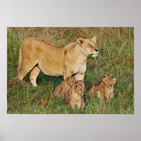 A Lioness And Her Cubs Poster