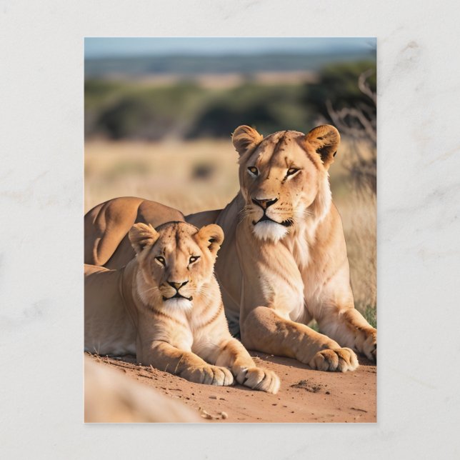 A Lioness with Her Cub  Postcard (Front)