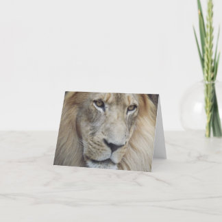 A Lion's Stare Card