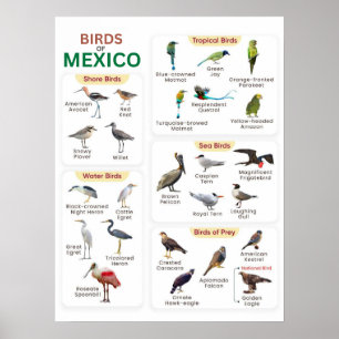 a list of mexico birds for birds lovers poster