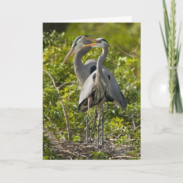 A Little Birdie Birthday Card (Front)