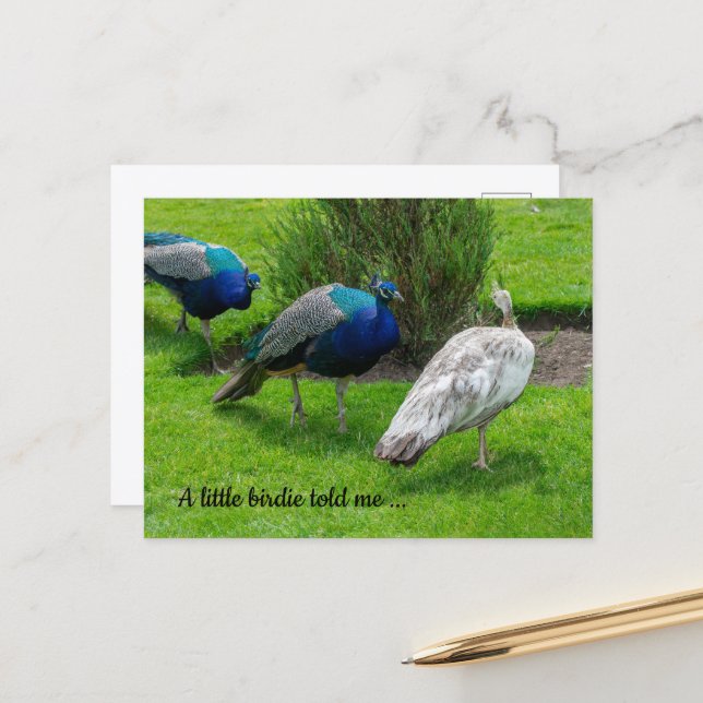 "A little birdie told me ..." Peacocks Postcard (Front/Back In Situ)