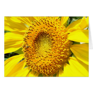 A Little Honey Bee Cards
