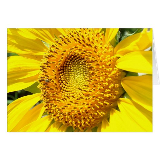 A Little Honey Bee Cards (Front Horizontal)