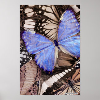 a little misunderstood poster