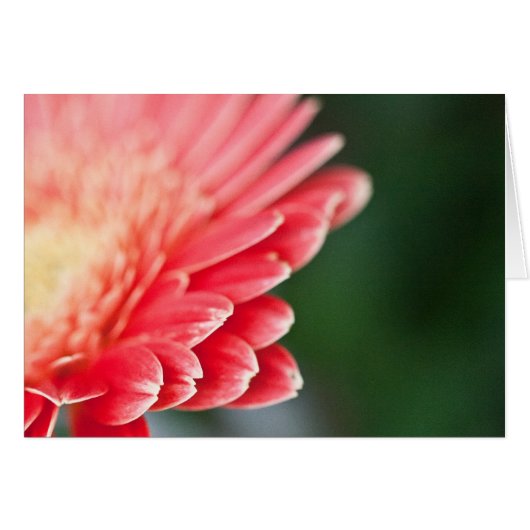 A Little Shy Cards (Front Horizontal)