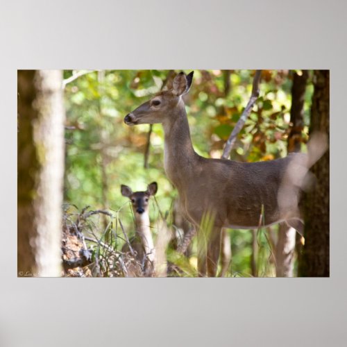 A Little Surprize Whitetail Deer Poster