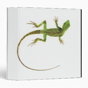 A lizard on pure white ground binder