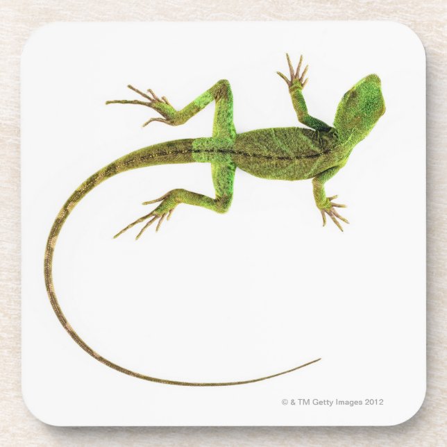 A lizard on pure white ground drink coaster (Front)
