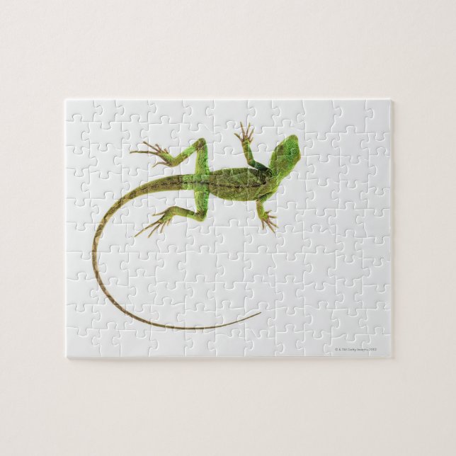 A lizard on pure white ground jigsaw puzzle (Horizontal)