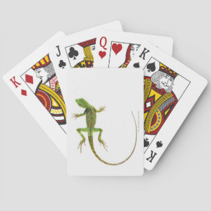 A lizard on pure white ground poker cards