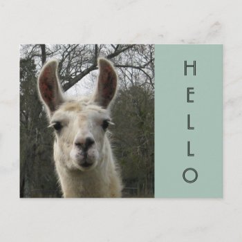 A Llama Hello Postcard by PandaCatGallery at Zazzle