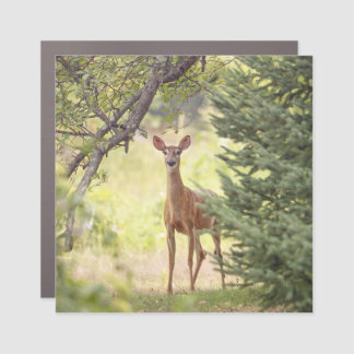 A Lone Deer  Car Magnet