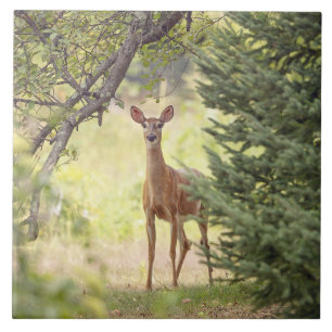 A Lone Deer Ceramic Tile