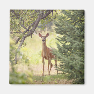 A Lone Deer  Magnet