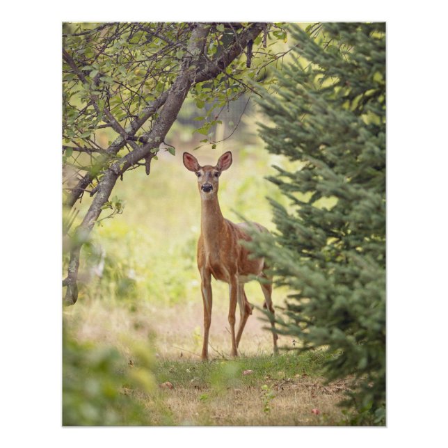 A Lone Deer  Poster (Front)