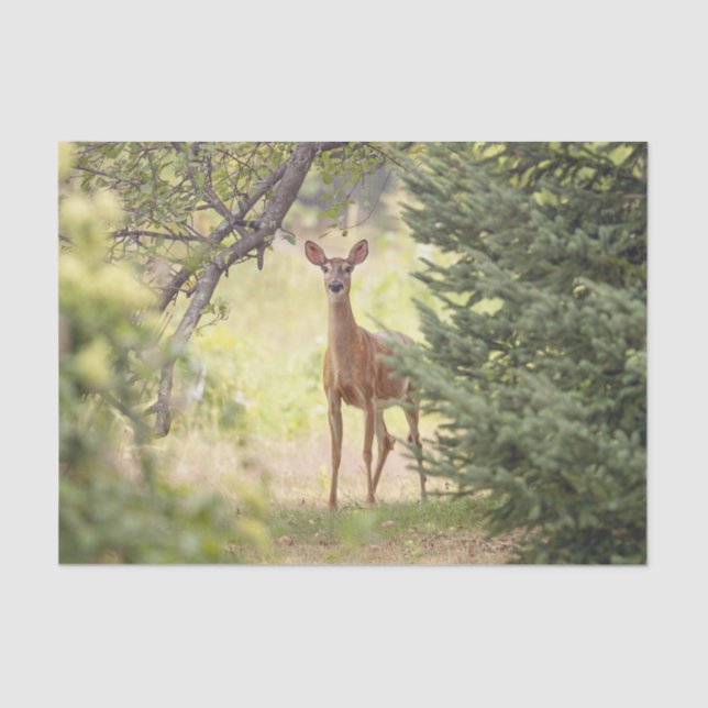 A Lone Deer  Tissue Paper (Front)