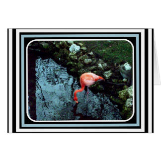 A Lone Flamingo Cards
