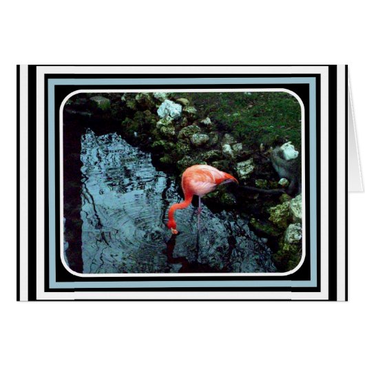 A Lone Flamingo Cards (Front Horizontal)