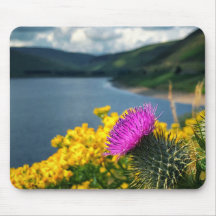 A lone thistle overlooking Megget Reservoir Mouse