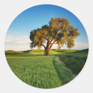 A lone tree surrounded by rolling hills of wheat classic round sticker